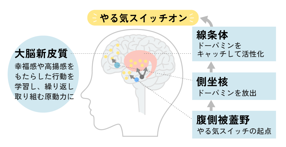 報酬系回路の障害による集中力低下